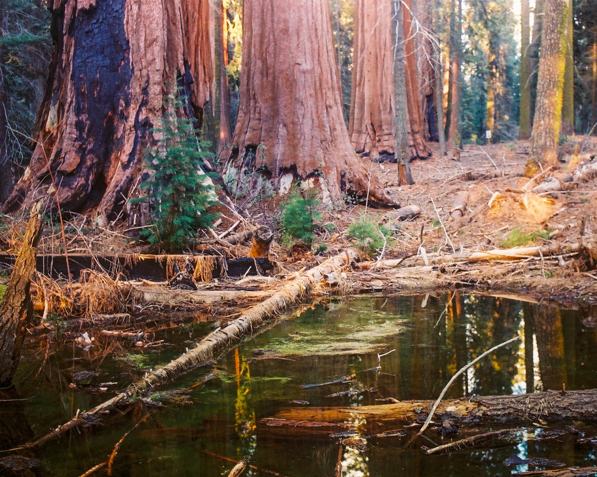 Found some old film photos I shot in Sequoia National Park and put together a little photo essay. Check it out and subscribe to my newsletter/@SubstackInc hybrid thing...

shoton35mm.substack.com/p/sequoia-nati…  #35mm #BelieveInFilm #KNPComplexFire