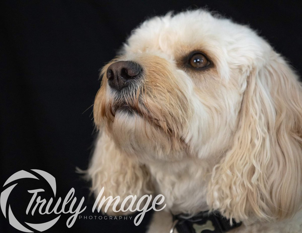 TrulyImage's tweet image. Harley was such a good boy 😊