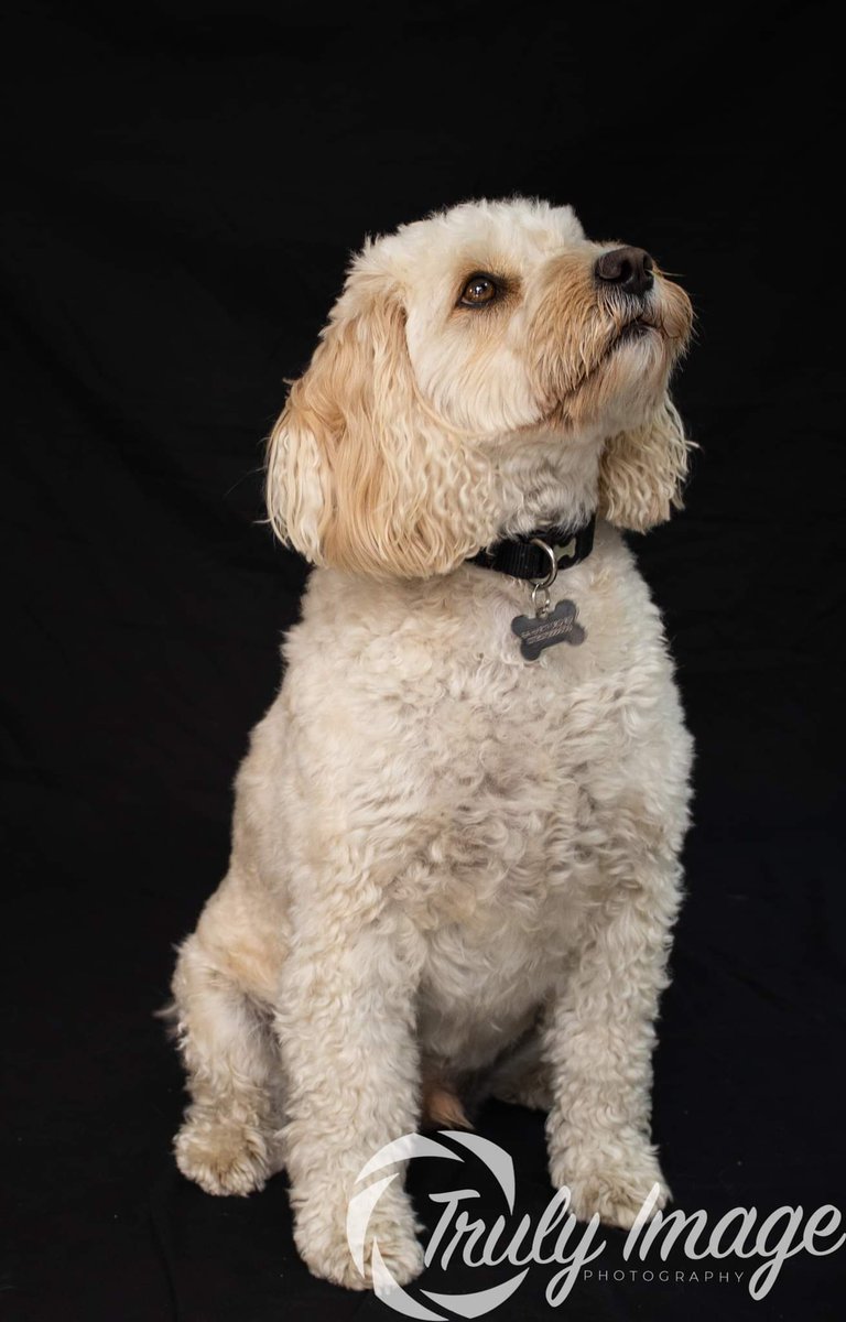 TrulyImage's tweet image. Harley was such a good boy 😊