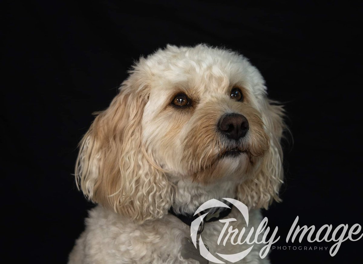 TrulyImage's tweet image. Harley was such a good boy 😊