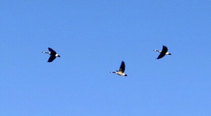 hapandcarol's tweet photo. #Happiness is hearing the geese honking as they fly overhead to find food in the nearby fields. #geeseflying #geeseshonking https://t.co/VrsYqavWyP