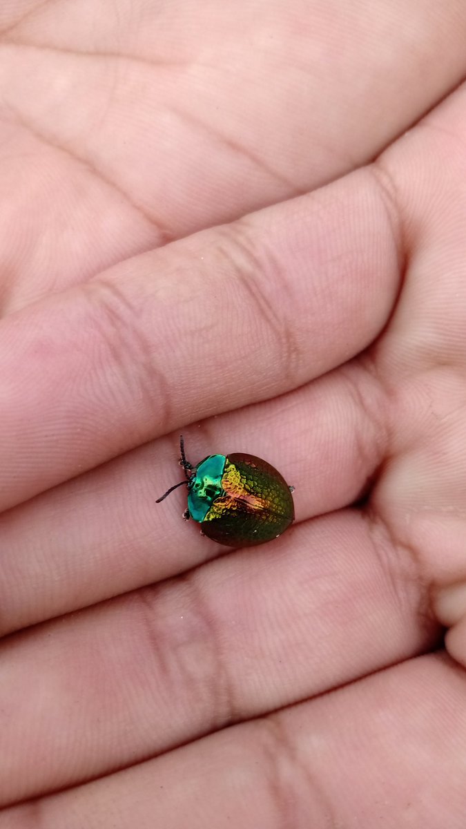 franalverja's tweet photo. Esto existe y es bastante común en el conurbano. Stolas festiva https://t.co/TBoCv3Wqvy