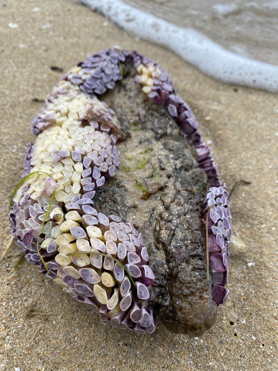 Does anyone know what this is? Was washed up on the Mornington peninsula beach over weekend. Beautiful hues of purple to white. Not hard or shell like to touch 🤷🏻‍♀️ <a href="/AttenboroughSir/">David Attenborough PARODY</a> maybe you or your team might know? #sealife #morningtonpeninsula #whatisit