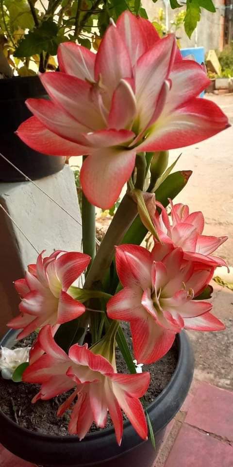 ALICIAmakr's tweet photo. https://t.co/l2ZJvNa8FD
