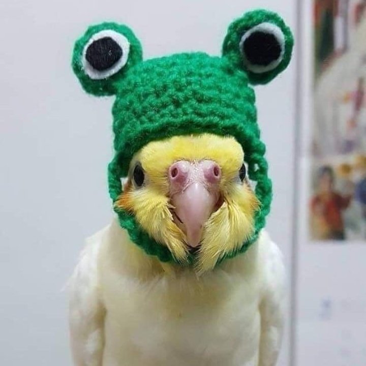 catsforlua's tweet image. 