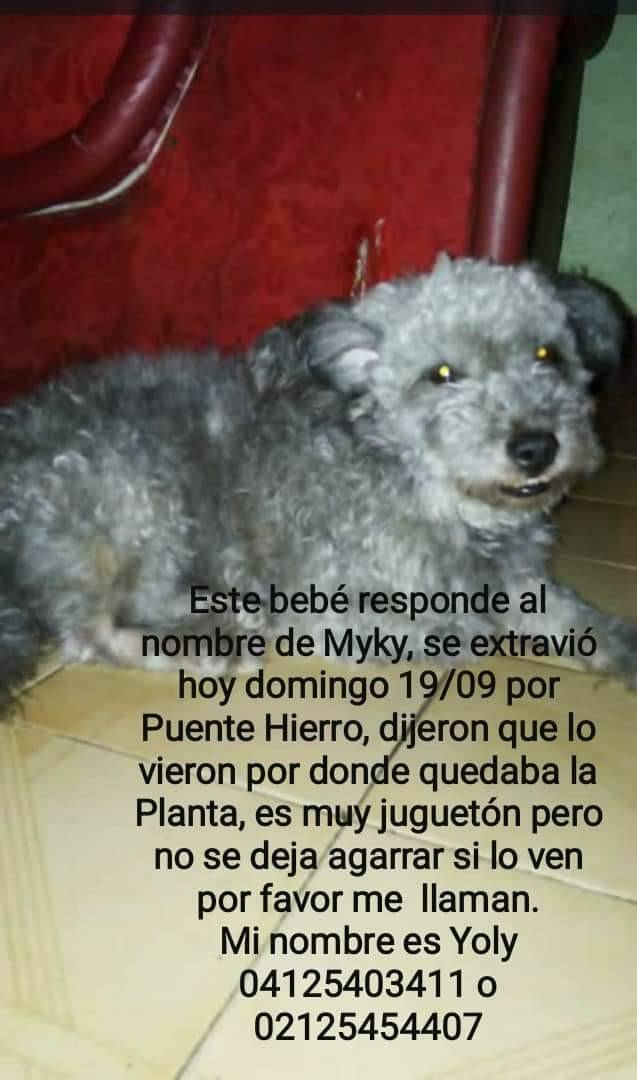 PerroUsuario's tweet photo. #SeBusca a Myky #Caracas https://t.co/R9XE828vDc