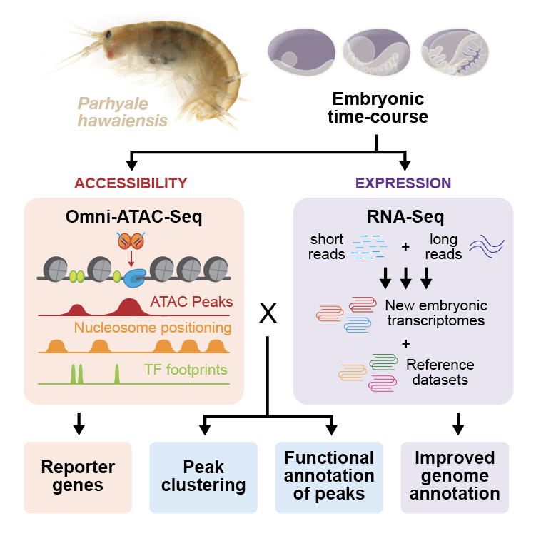 The first preprint from my thesis work in the Patel Lab <a href="/Parflyale/">Patel Lab</a> is out!

We generated new functional genomic resources for our favorite emerging model crustacean, Parhyale hawaiensis, using a timecourse of Omni-ATAC-Seq and RNA-Seq.

Thread below👇
1/n

biorxiv.org/content/10.110…