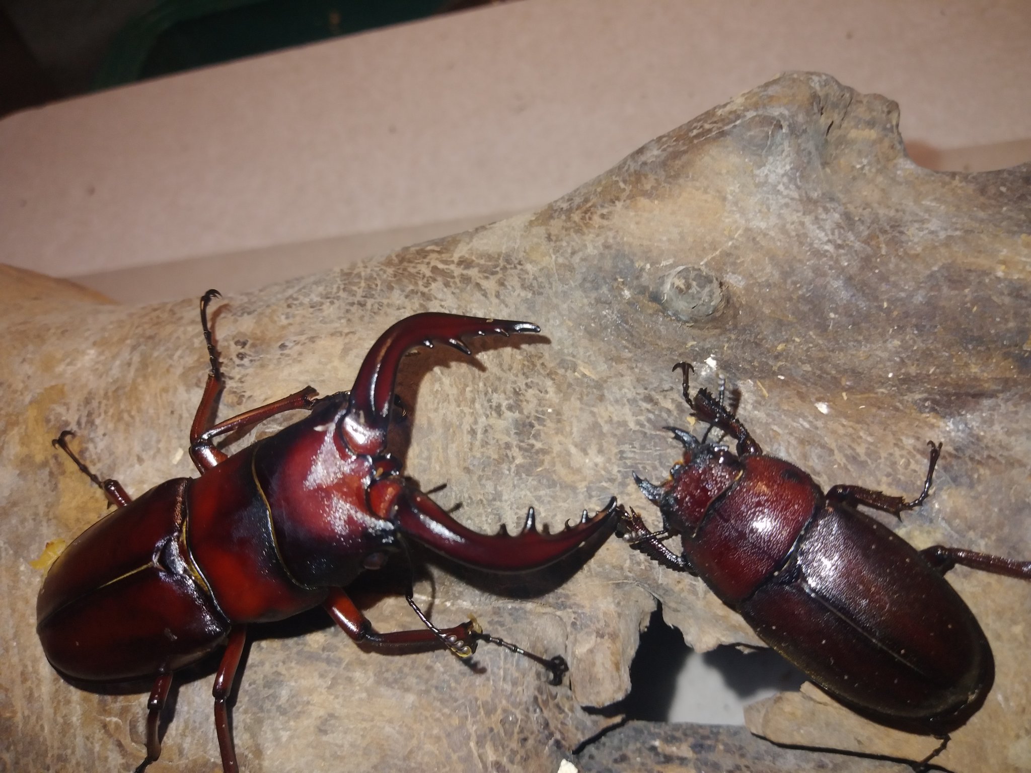 採集禁止 Twitter Search Twitter