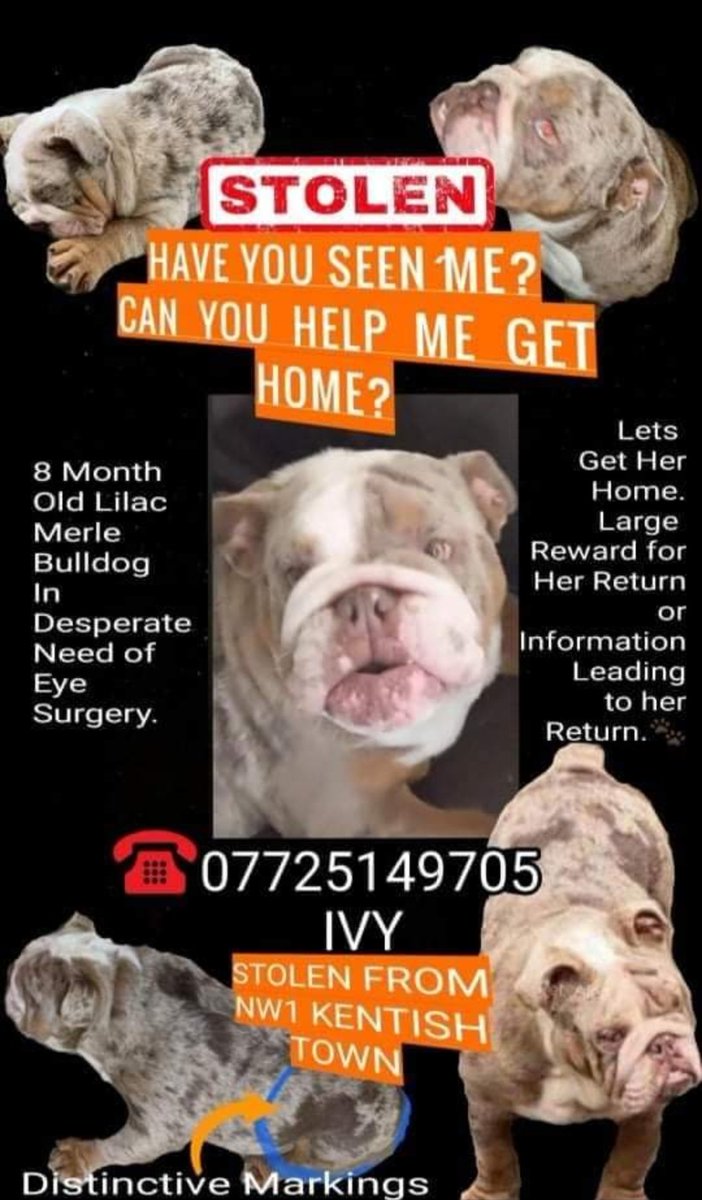 IVY #StolenIvy Female #Bulldog Young Adult Lilac Merle Microchipped #Missing 20 Jan 2021 STOLEN from Home #KentishTown NW1 doglost.co.uk/dog-blog.php?d… facebook.com/groups/stoleni…