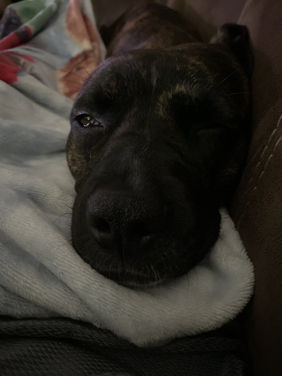 LDeath97's tweet photo. Such a snuggle bug 🥰 https://t.co/oxYMdOBxUa