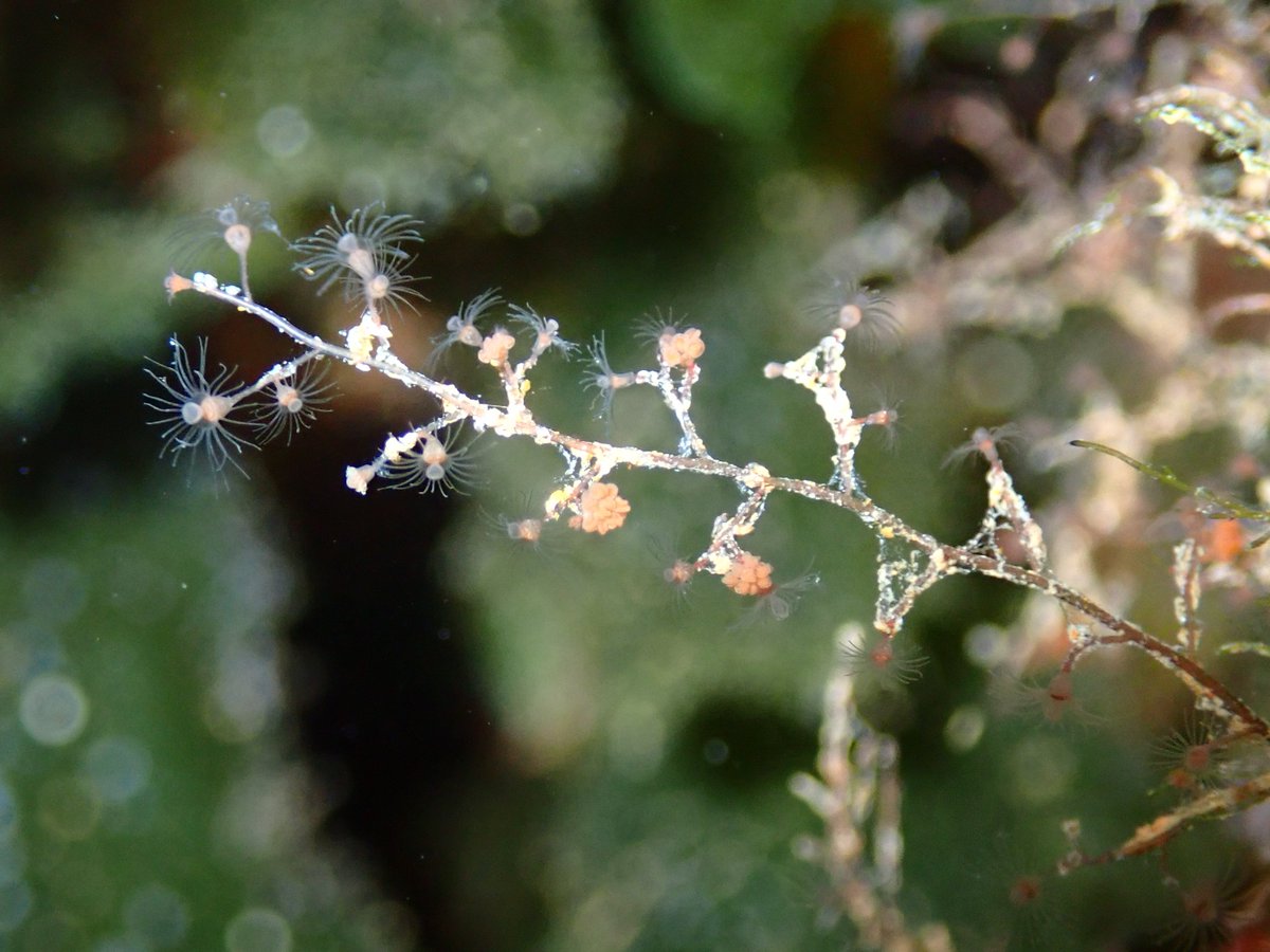 Polyps are sessile animals which in some species are a precursor state to medusae. Pictured here is Eudendrium sp. (family: Eudendriidae) from the Mediterranean Sea. The tree-like branches bear the individual polyps, which have several tentacles. #systemanaturae