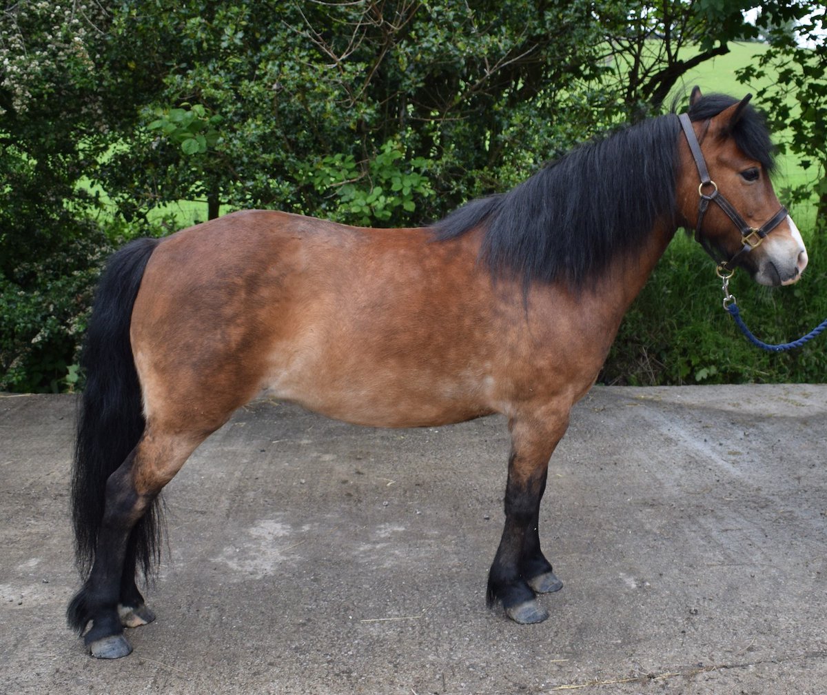 Horse & Hound tweet media
