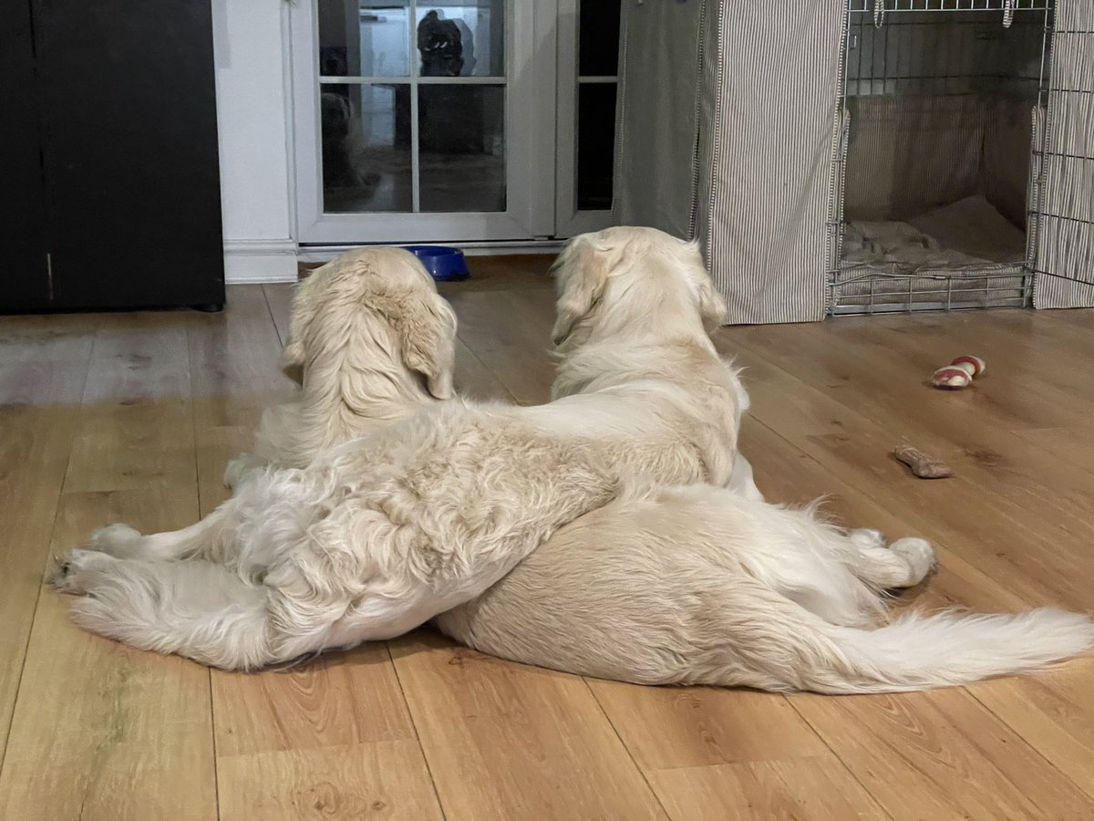 Ross Fretten tweet media