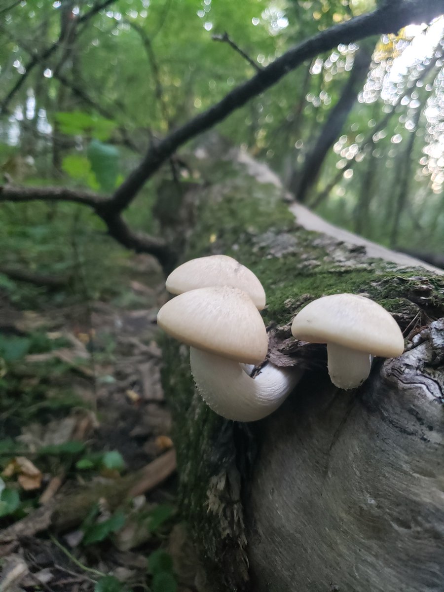 Robert Blanchette tweet media