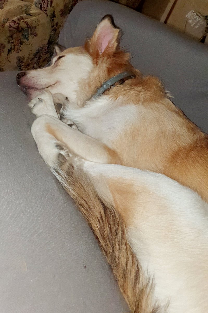 Stefano_Bini1's tweet photo. UNA VITA DURISSIMA 🦊😴
#milano2 #nonabbandonate #nonabbandonare #19settembre #mydogandme #Dog #Stringa https://t.co/k2U3stJ88z
