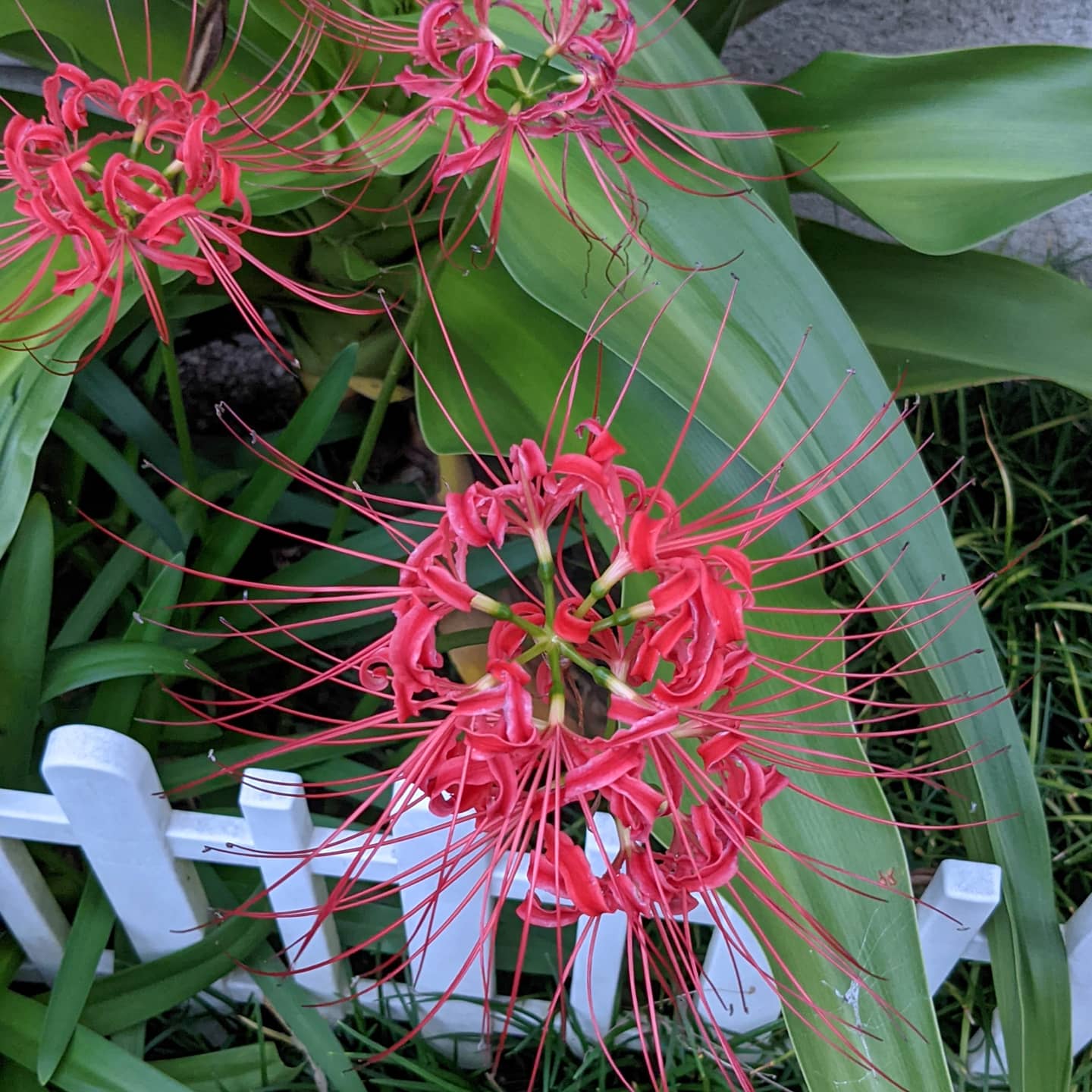 彼岸花の花言葉 Twitter Search Twitter