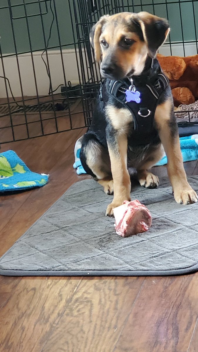 Roxanne714's tweet image. #BuschCTOcontest.  
Meet Maverick 🐾🍻