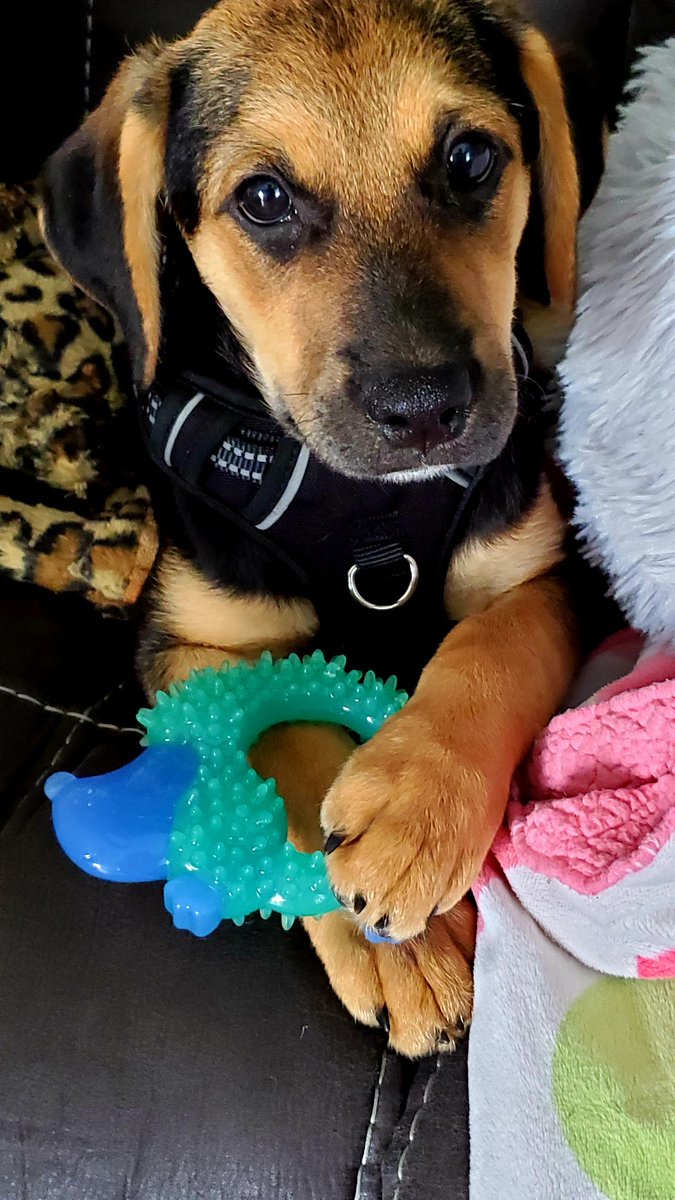 Roxanne714's tweet image. #BuschCTOcontest.  
Meet Maverick 🐾🍻