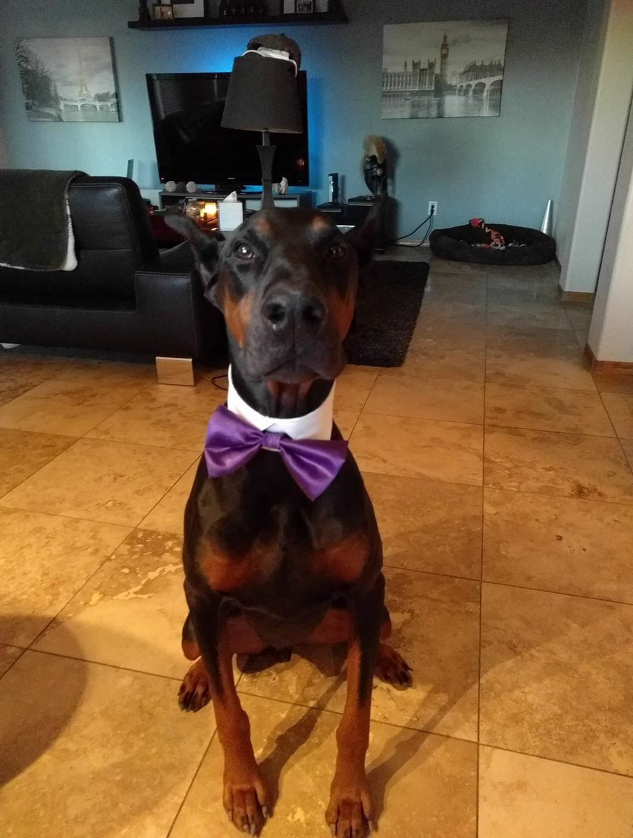 Hey all, been a hard couple days. Thursday Morning, my Dobie that we all have grown to love and cherish passed away at 11:04 AM AZ time. He had spent the night before fighting a fluttering heart and finally went ahead and took that nap he so desperately needed.