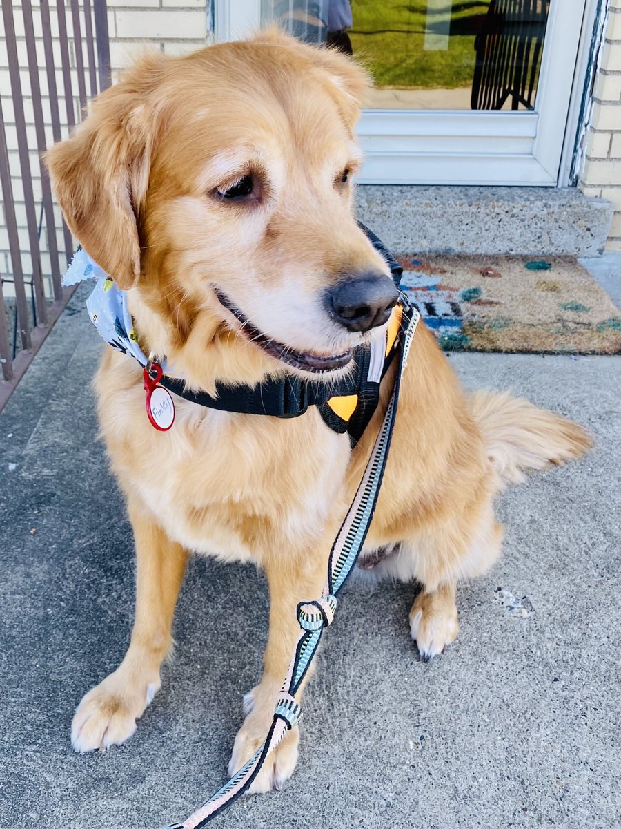 FinleyGolden's tweet photo. I gots me a new haircut this weekend at @CampBowWowPgh while Mom &amp; Dad we’re at the Ohio wedding &amp; my buddy Leo got the fancy spike job for the event.  #WeSwaggin #GoldenRetrievers https://t.co/esSsoFydz1