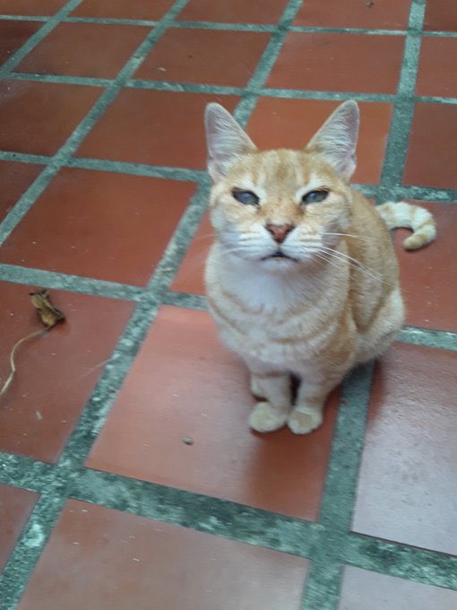 AlexaGomezDos's tweet photo. Señora de 72a,está entregando en adopción estos dos gatos ya mayores,por no poder alimentarlos. Tienen un gasto mensual de 10$. Tiene una nieta y su hija es madre soltera y no les da para la manutención . Si algún refugio quisiera adoptarlos por favor avíseme. Están en Valencia https://t.co/yd1TFyiM2u