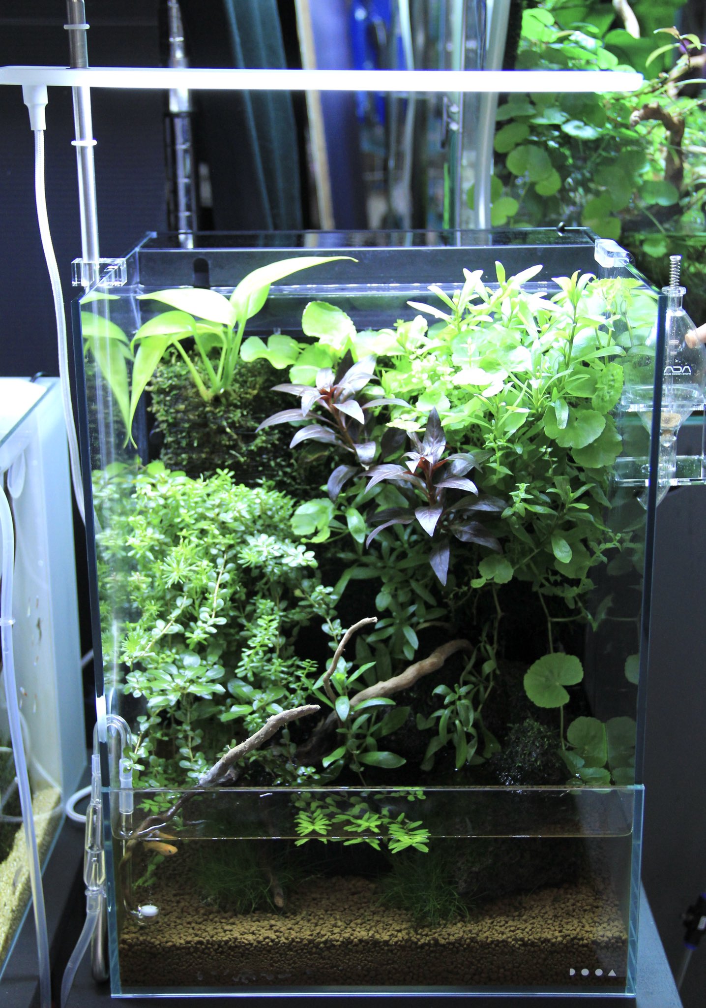 Pantanal N Okina かつての展示シリーズ のご紹介 システムテラ30 と システムアクア30 です Ada現行のledは ソルスタンドrgb になります パルダリウム Dooa システムパルダ マグネットライトg パルダライト Ada パンタナル 富山