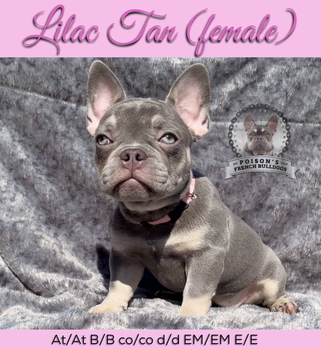 AVAILABLE✅  #frenchie #frenchieforsale #frenchiepuppy