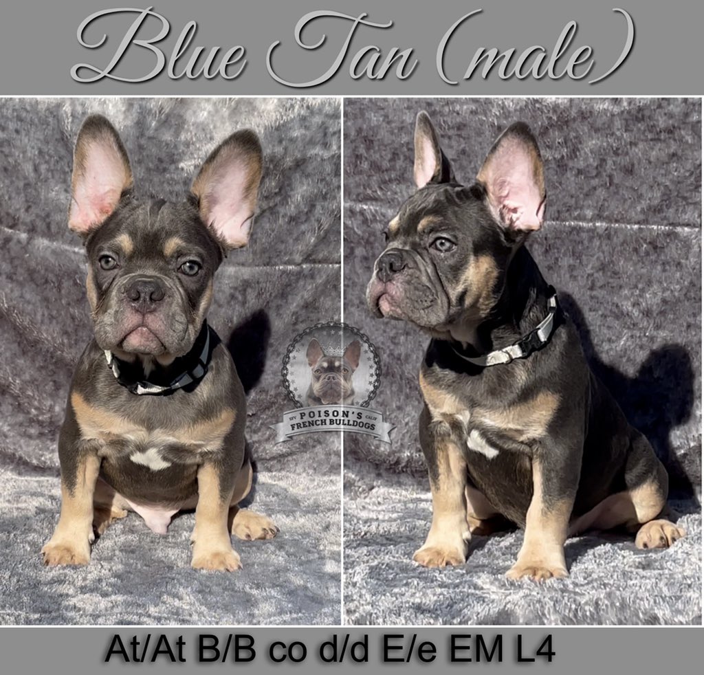 AVAILABLE✅  #frenchie #frenchieforsale #frenchiepuppy