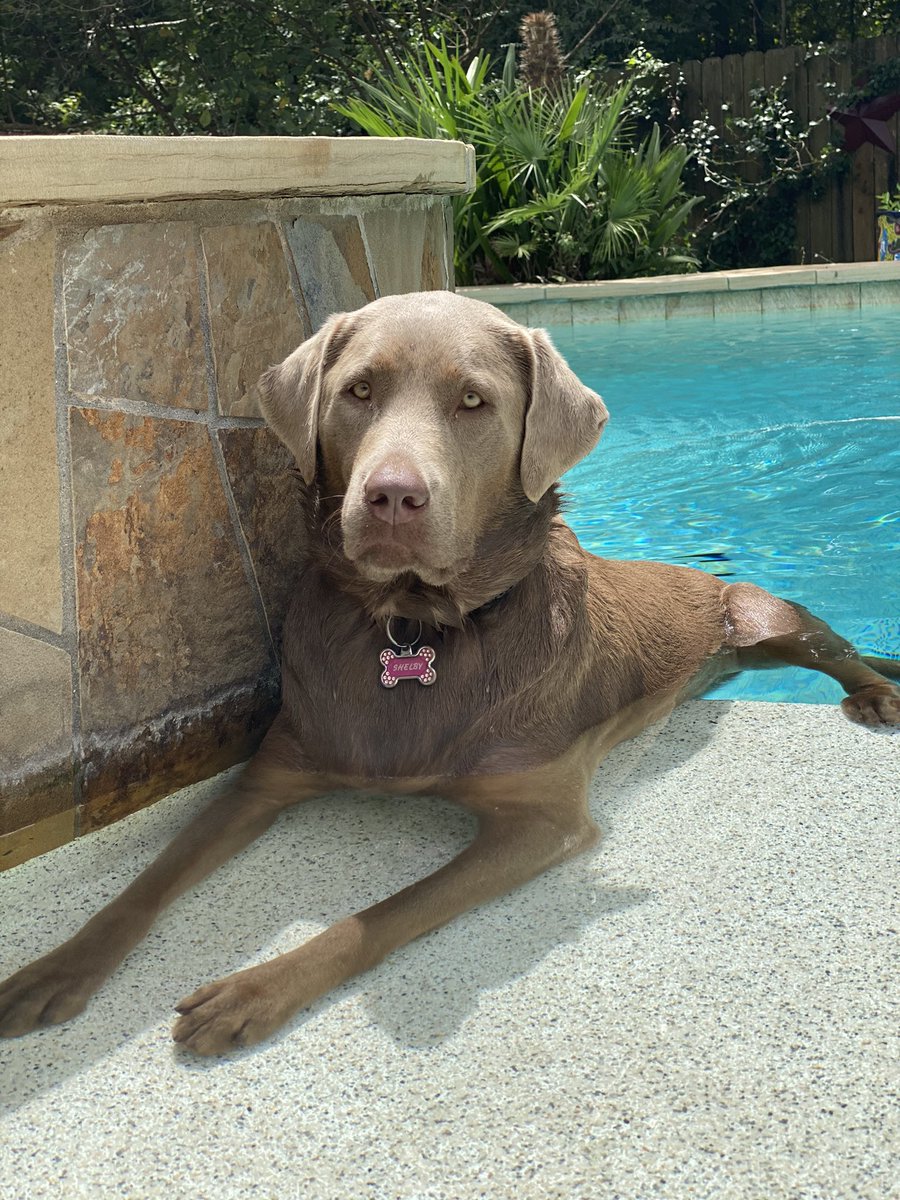 Sweet Shelby soaking up the sun!