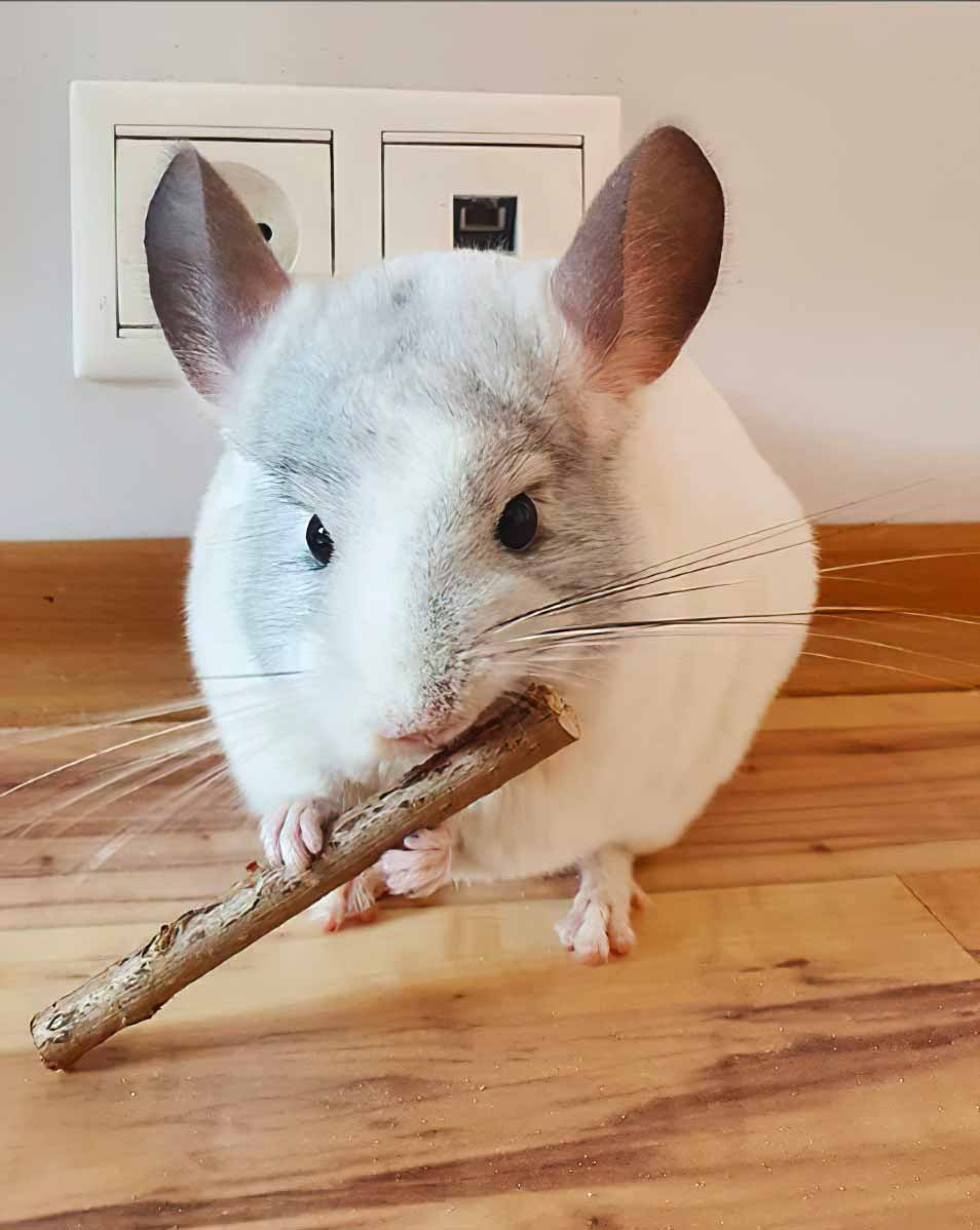 Chinchilla Every Hour (and a half) tweet media