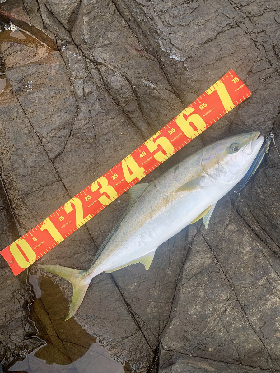 こんぺい糖 (@Konpeitou_kame) / X