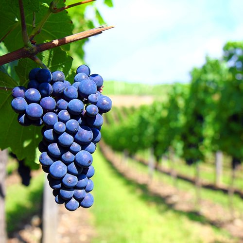 bhftechnologies's tweet image. #Vintage 2021-2022 approaches, so make sure you’re up to date with the latest #winemaking products from SIHA and Lamothe-Abiet, including product comparisons and #winery application tips.

bhftechnologies.com.au/vintage-2020-c…