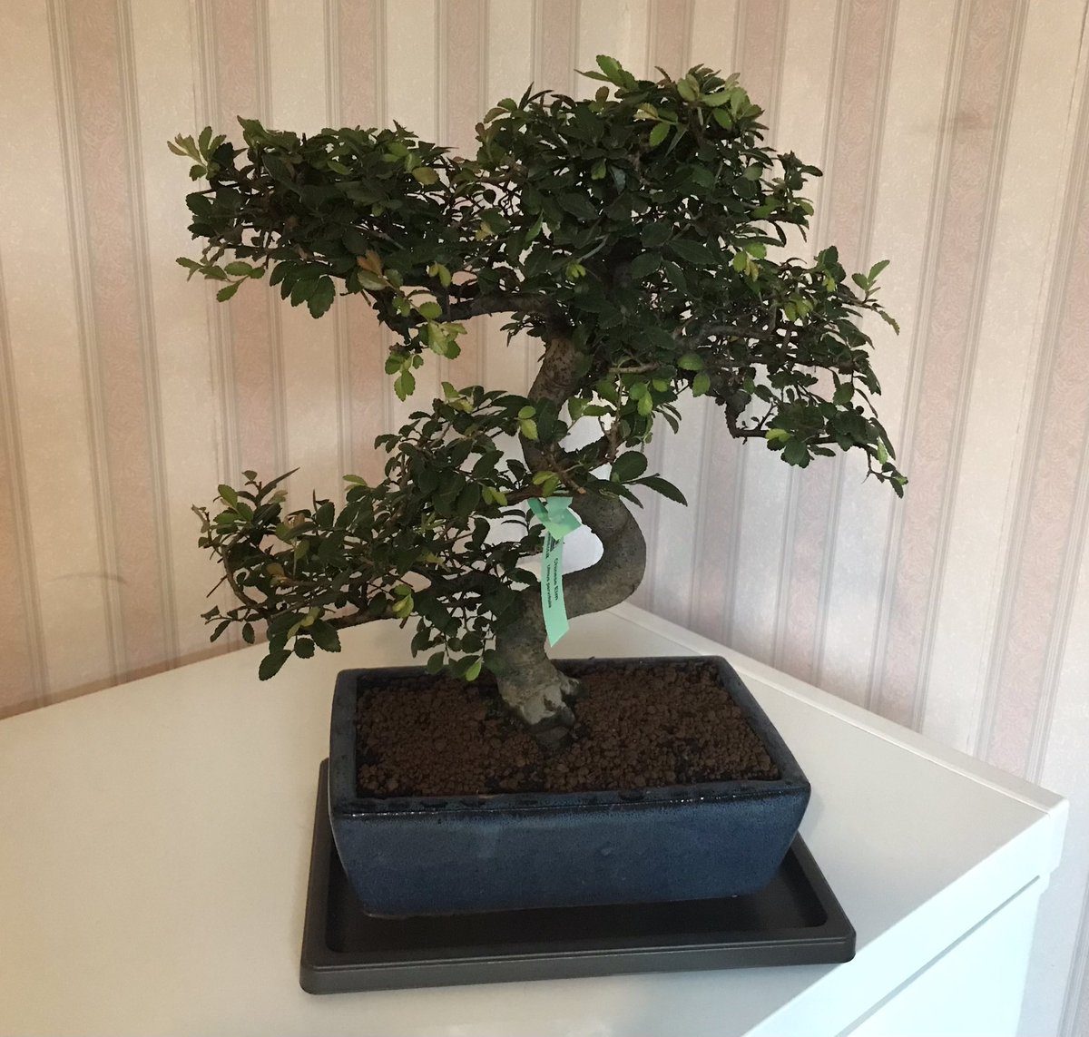 Popys_stuff's tweet image. I love a bonsai!! ❤️ Got this as a birthday present this year. It’s a Chinese Elm, apparently very common as it’s easy to be looked after. Such a beautiful tree! 💜🌳 
#bonsai #bonsaitree #bonsaiofinstagram #chineseelm #chineseelmbonsai #tree #lovebonsai #lovetrees #birthdaygift