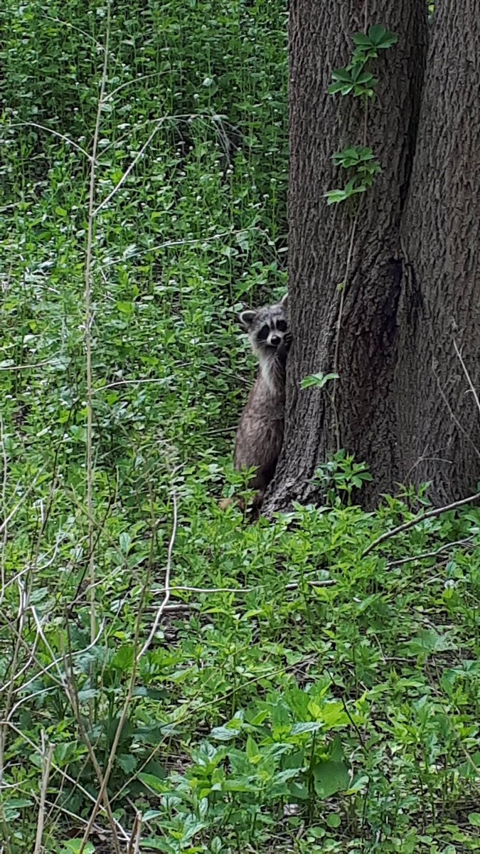 floyd_ruskin's tweet photo. National Forest Week is a perfect opportunity for @TorontosMayor and @torontocitycouncil to save protected,restored and accessible ravine parkland from Metrolinx plans for an industrial train service & storage facility in the Lower Don. #dontmesswiththedon https://t.co/jEBrpdPAK3 https://t.co/GNAClUi8n0