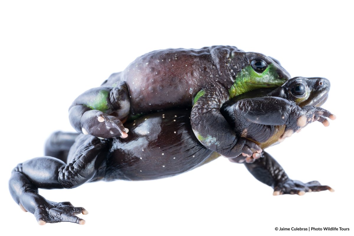Jaime_Culebras's tweet photo. Tremendo revolcón entre estos "#Atelopus nanay" en @conser_Anfibios! Pornoanuro en estado puro (con rima incluida).
#asi #atelopussurvivalinitiative @photowildlifet  @amphibiansorg #frog #toad #harlequintoad #harlequinfrog https://t.co/zr4vzz93Fv