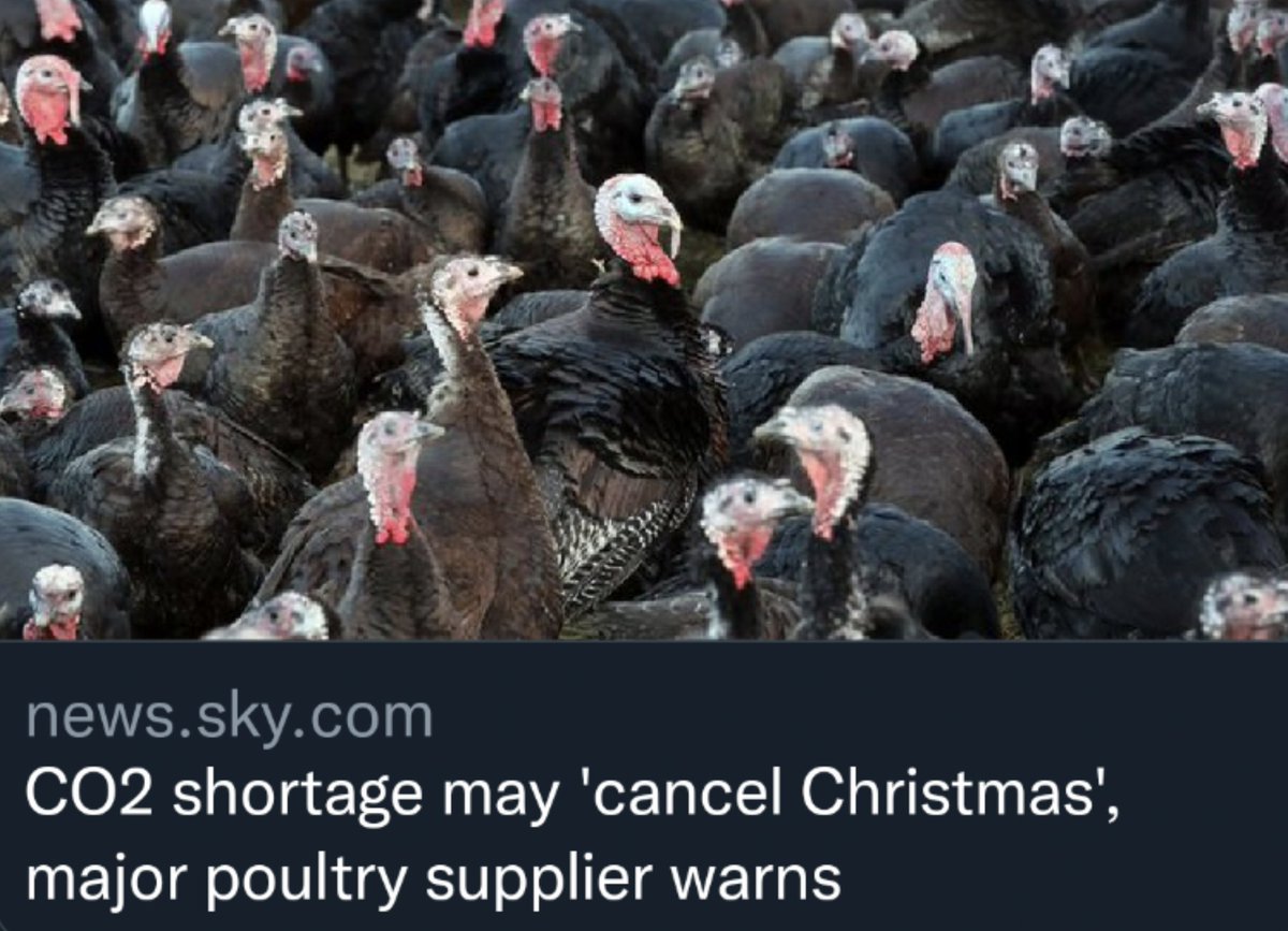 phocks's tweet photo. How sad we might not have enough carbon dioxide to send millions of sentient beings to the gas chamber this holiday season all about peace and love 🤦 🙃 https://t.co/HYJuwEhDrb