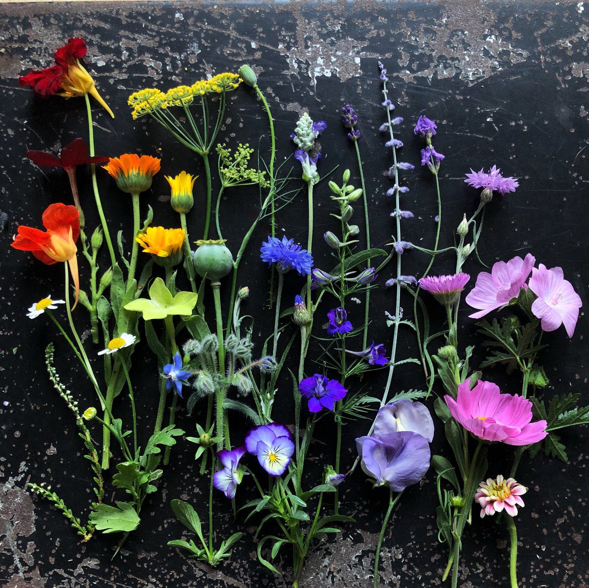 Everything is awful and keeps getting worse, so here are some things I grew  because small good things are all we have right now: