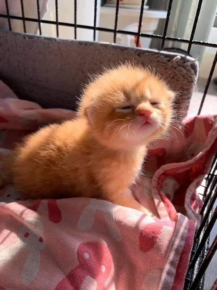 bib 🐥☕️ now on VGen! (@kapebeansies) on Twitter photo 