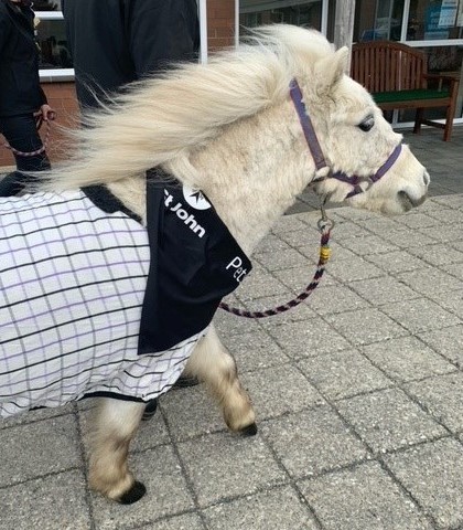 StJohnNZ's tweet photo. Introducing some of the cutest therapy pets out! These mini horses and their owner go to see people at a rest home in Balclutha 🐴🐴

Check out more about our therapy pets at https://t.co/5poDVv992C

#TherapyPets #Minihorses #volunteering #Balclutha https://t.co/iVDxdjv8RM