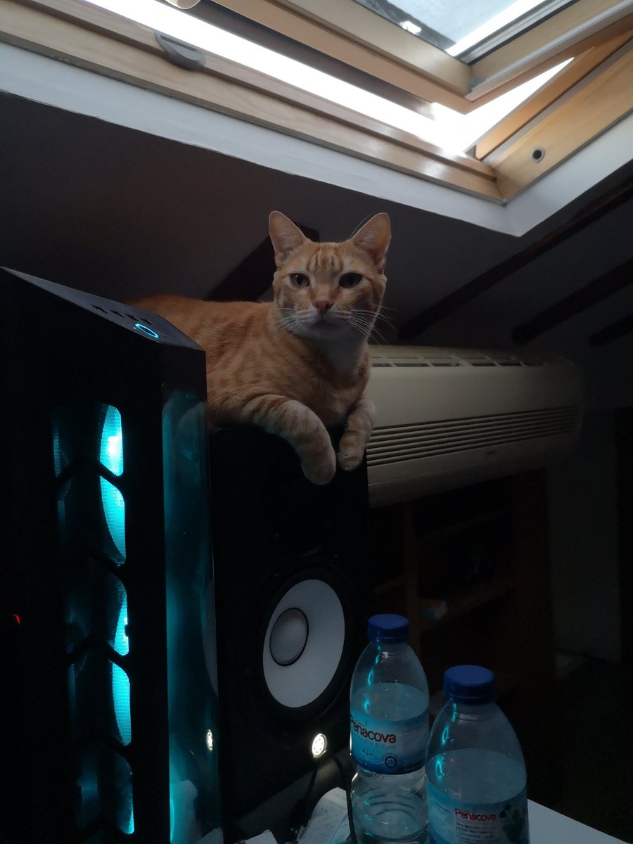 thisisharlix's tweet photo. Faz parte do setup #CatsOfTwitter https://t.co/2uKoABLxn9