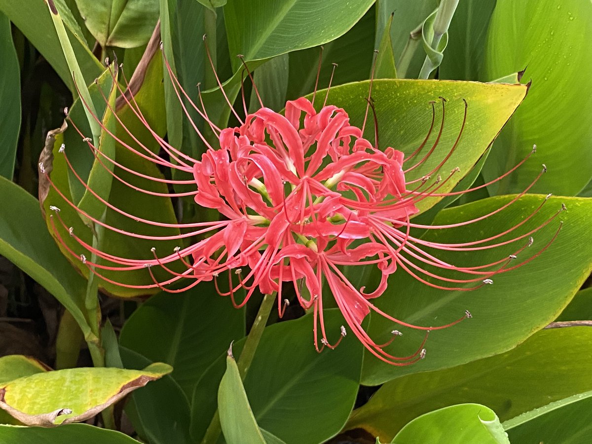 ビオラ على تويتر 一輪だけ咲いていた彼岸花 別名 曼珠沙華 天上の花 仏教の経典では めでたい事が起きる兆しに赤い花が天から降ってくるという意味らしいですよ 英語では Red Spider Lily Hurricane Lily Red Magic Lily などの呼び方があるみたいです 今日