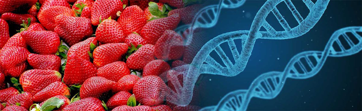 KidizenScience's tweet image. New module posted: Through games &amp;amp; experiments, young students gain the information to better understand what #DNA is, its essential role in life, and even extract their own! A perfect follow-up activity to the Amino Acids module, or great on its own. kidizenscience.com/2021/09/20/dna…