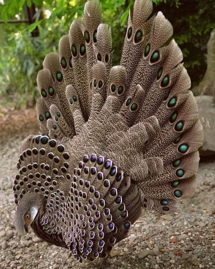 RT @Gwydhar: An Indian peahen, the female peacock... Or a biblical angel... You pick https://t.co/ttXYHgRX6T