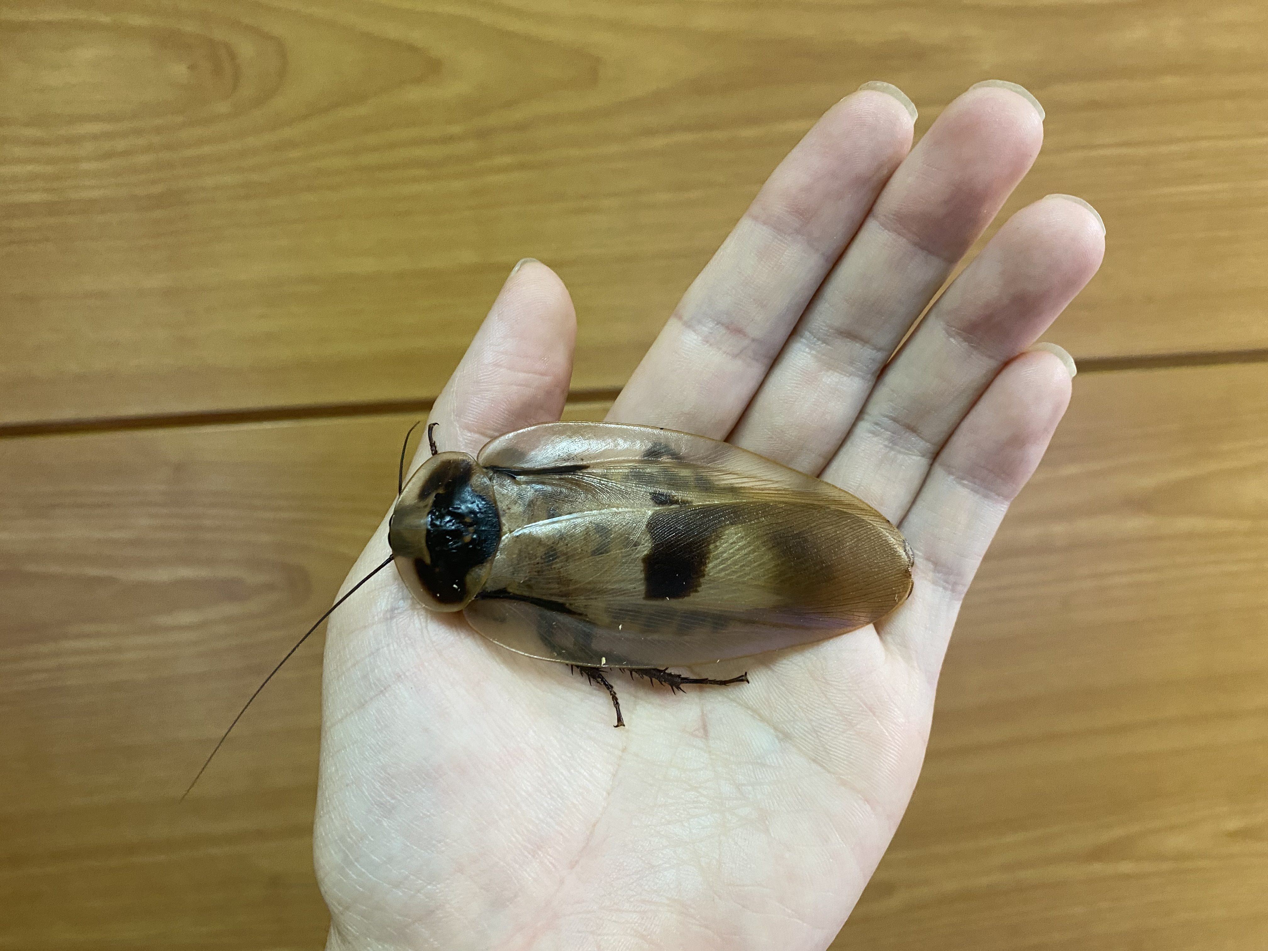 竜洋昆虫自然観察公園 公式 ブラベルスギガンテウス 手に載せてみました まさに巨大ゴキブリ 危険を感じると干しシイタケのようなにおいを出します ブラベルスギガンテウスがお手元にいない方はぜひシイタケ嗅ぎつつ想像してみてください