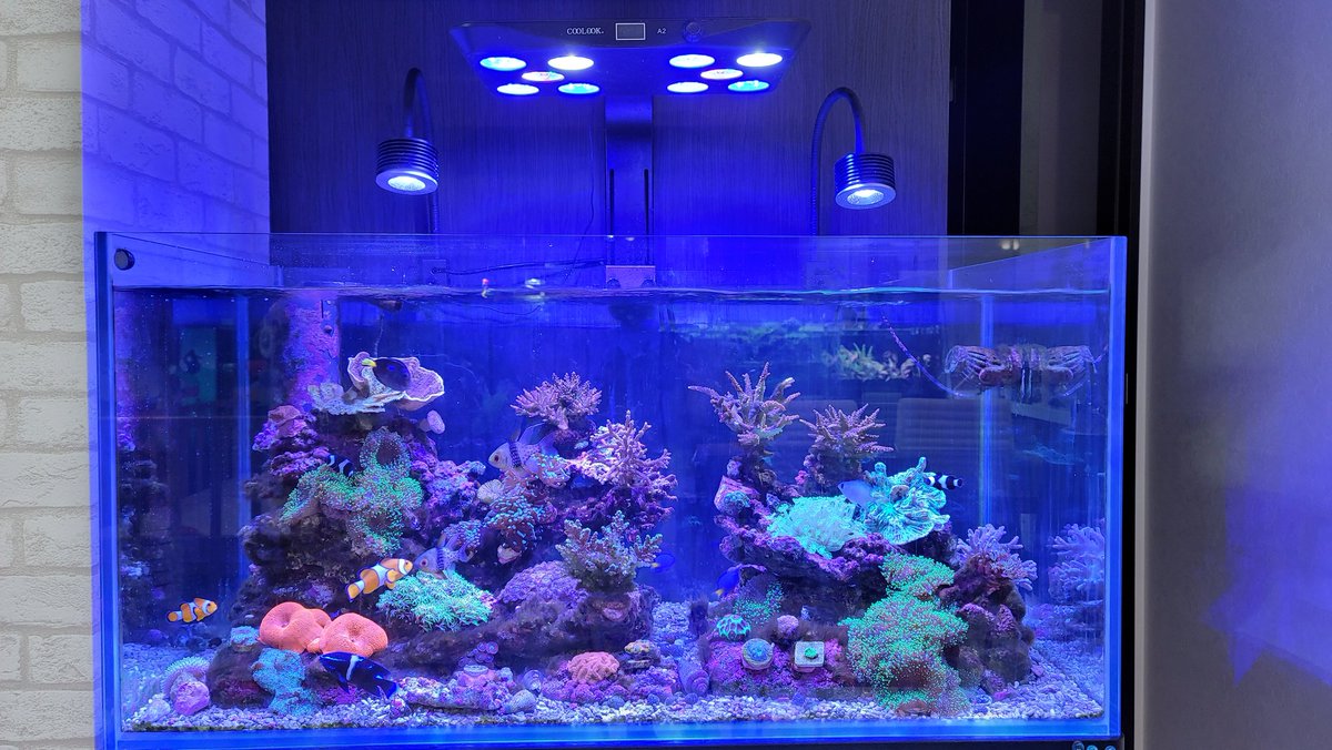 naonaogunsou's tweet image. なおなお軍曹水族館オープン‼️
別名:アクアリウム神奈川
　軍曹戦車(アクバスならぬグンセン)
入場無料
※娘達へのお菓子は必須笑
youtu.be/T8Fr7A5kmzY
一昨日YouTubeにアップしたので画像解禁‼️これからも水族館の様子を載せます✨
#月刊アクアライフ
に載ることが夢です笑
待ってま～す😆