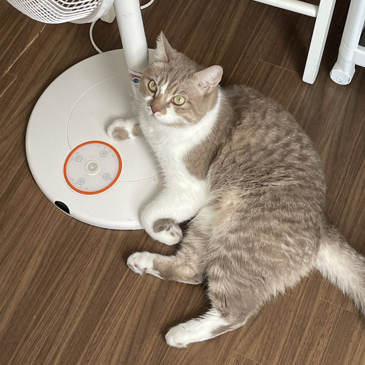 ddoung4's tweet photo. 오랜만에 본 땅콩왕쟈님 https://t.co/ZlaqoL05aM