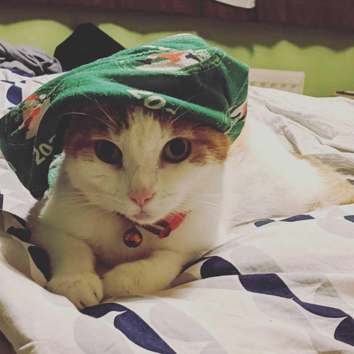 day_1980's tweet photo. @thekittenwinksy My paddy x https://t.co/SYc7X6sv4r