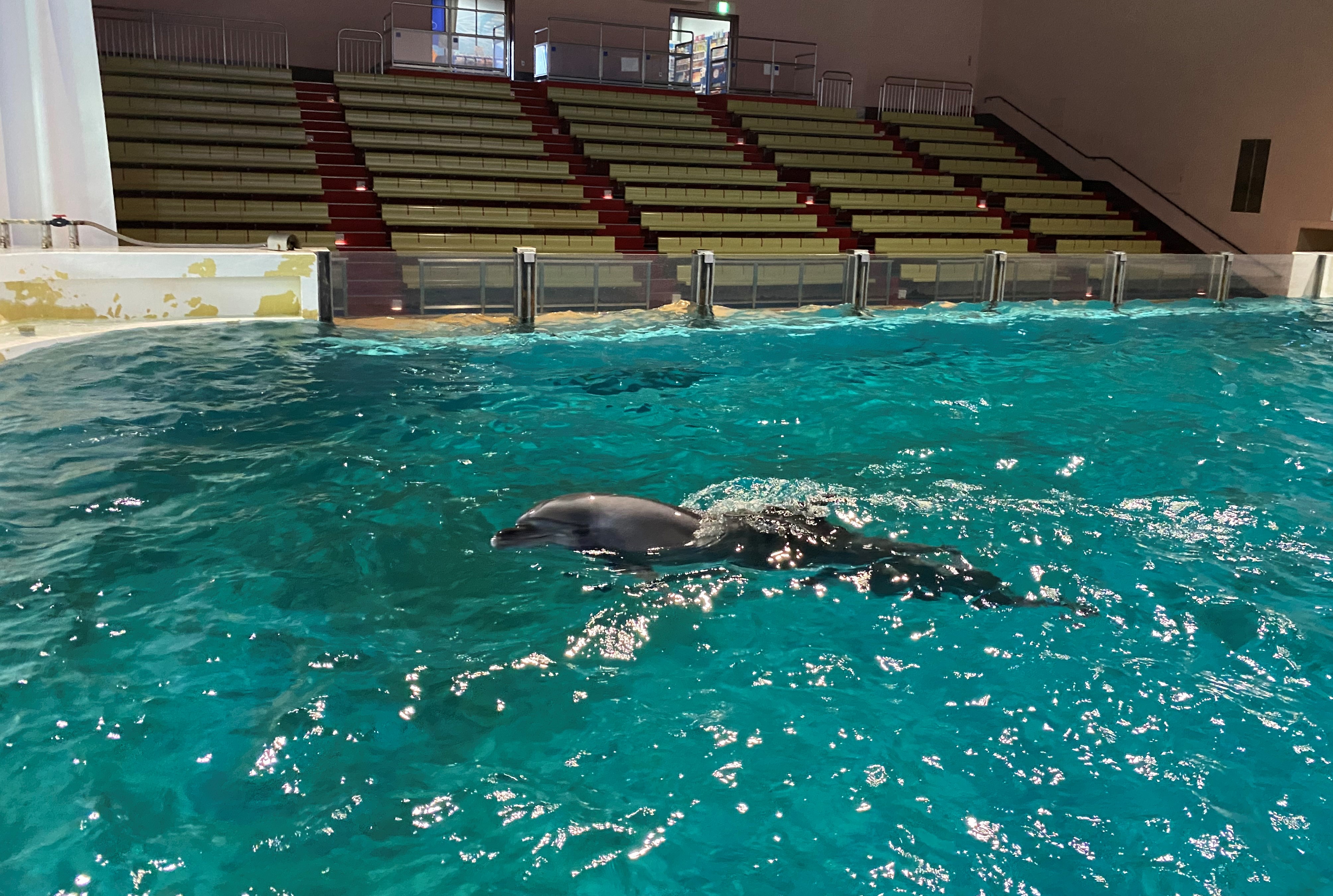 青森県営浅虫水族館 公式 休館中のイルカプールの客席を見ると なんだか寂しい気持ちになります みなさんにお会いできる日を イルカたちと心待ちにしています 浅虫水族館 水族館 Aquarium T Co Gccy2sd5ga Twitter