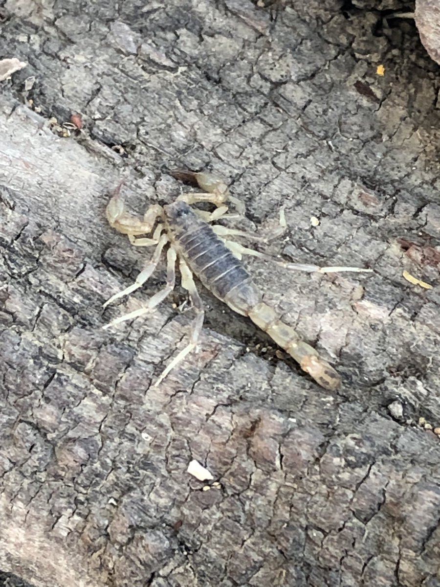 ourlynne's tweet photo. We don’t always get creatures in the house, but when we do we get #scorpion. Here’s the little fella after we caught him and but him back outside. #californiacommonscorpion #yolocounty #arachnid #cachecreek #bugs #california https://t.co/46Y2B7fMnb