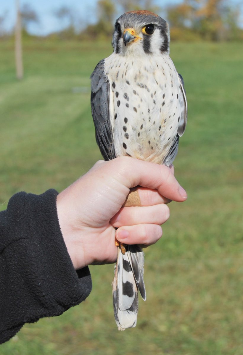 ShastaMagpie's tweet photo. Hold birb gently like single scoop https://t.co/DXMJIw3V8h